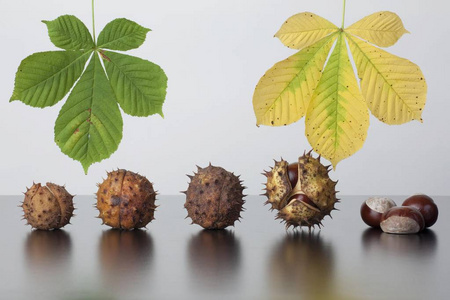 马栗果,有无荚膜的叶果照片