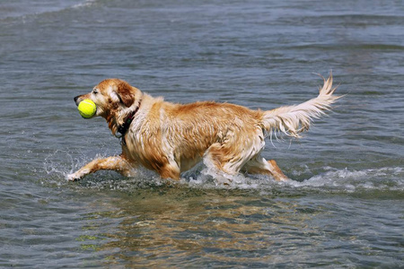 金毛猎犬在水中带球奔跑