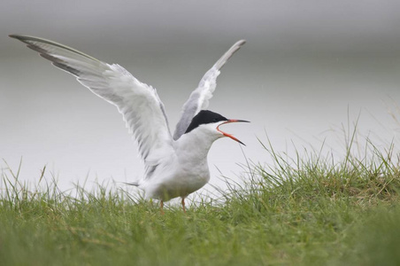 常见的TernSternahirundo