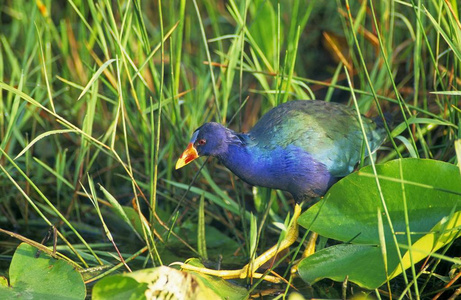 美国紫鸟，卟啉卟啉