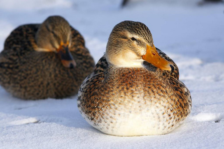 绿头鸭北京鸭图片