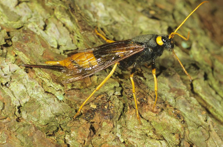 树蜂巨大的木带绷带的角尾或大角尾urocerusgigas在树干上照片