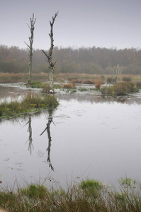 博格池塘，荷兰饲养的博格保护区，荷兰，欧洲