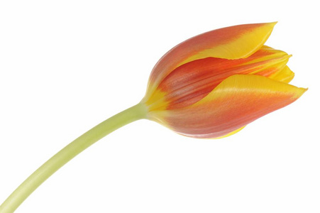 一朵单一的郁金香花，红色的赭黄色郁金香隔在白色上