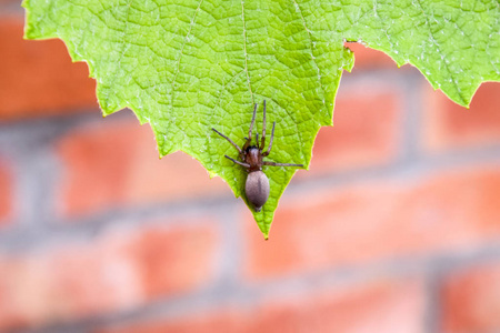 achetadomesticamizgir蜘蛛蛛araneomorphic 蜘蛛照片