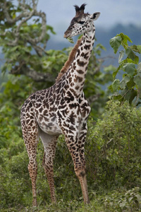 非洲坦桑尼亚国家公园