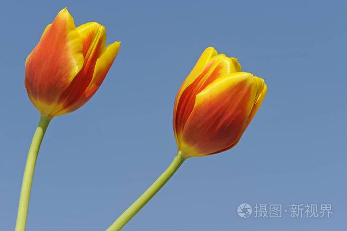 两朵郁金香花映在蓝天上