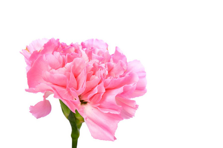 白色背景下直立的单瓣粉红色康乃馨