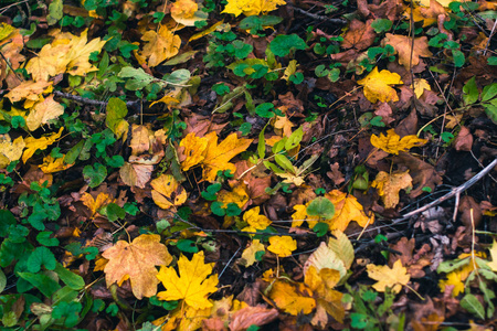 秋天的背景。枯叶在地上用一个模糊的背景