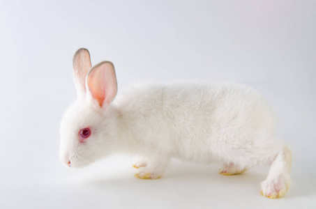 白兔在复活节动物概念