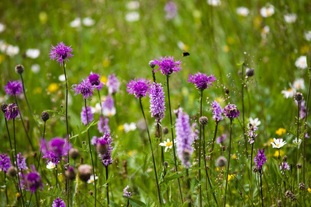 夏天的野花草甸照片