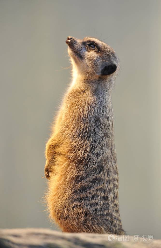 猫鼬动物站在户外
