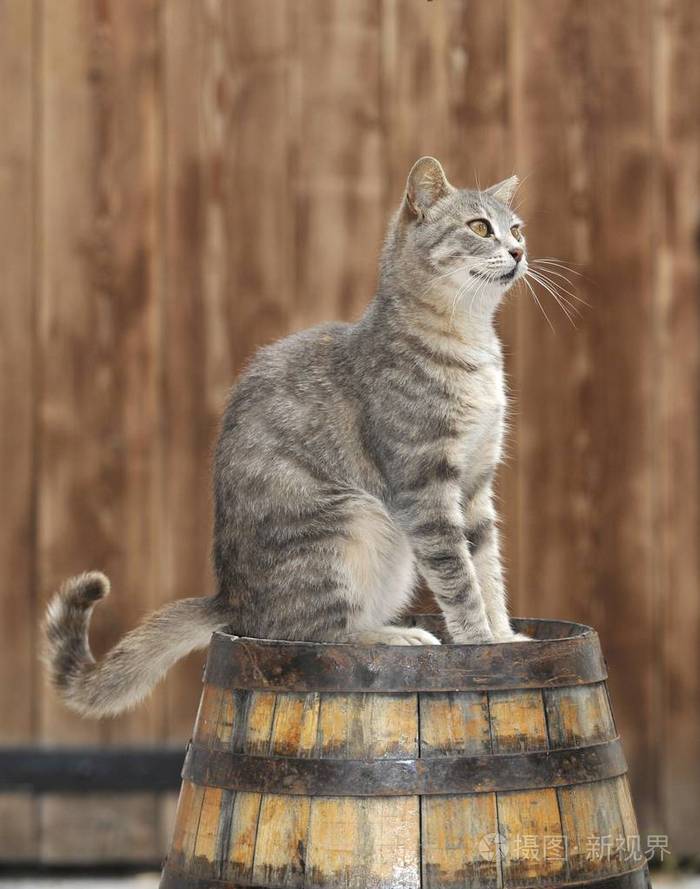 家庭年轻的灰色塔比猫肖像