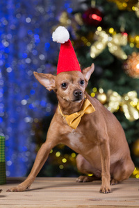 黄色的狗在木板上用黄色的领带和圣诞老人的红色帽子的礼物, 微笑着, 等待圣诞节, 在一个散的背景下, 与一棵圣诞树