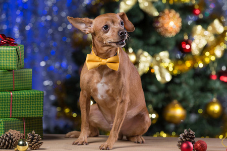 黄色的狗在木板上, 带着黄色的领带, 微笑着, 等待着圣诞节, 在散的背景下, 带着一棵圣诞树
