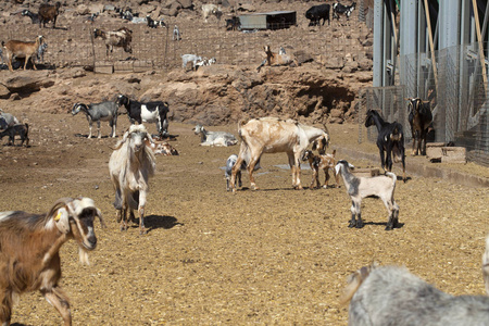 大加那利岛的山羊养殖场