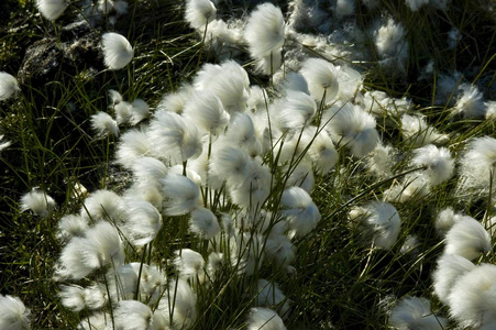 cottongrasses棉草(埃利奥波鲁规范) 格陵兰北美照片