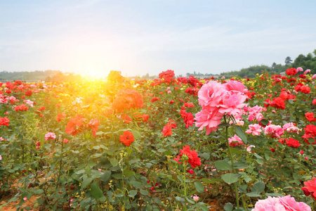 玫瑰花园背景