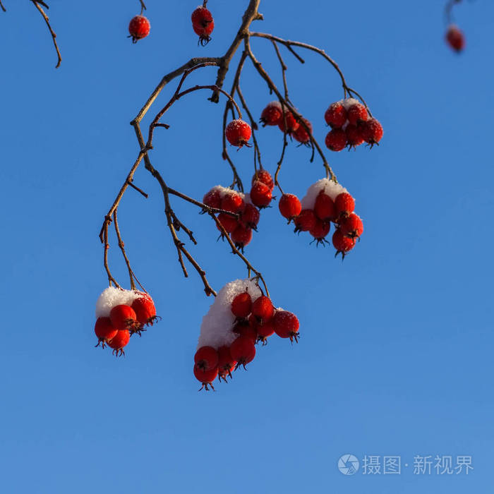 明亮的红色山楂在雪中