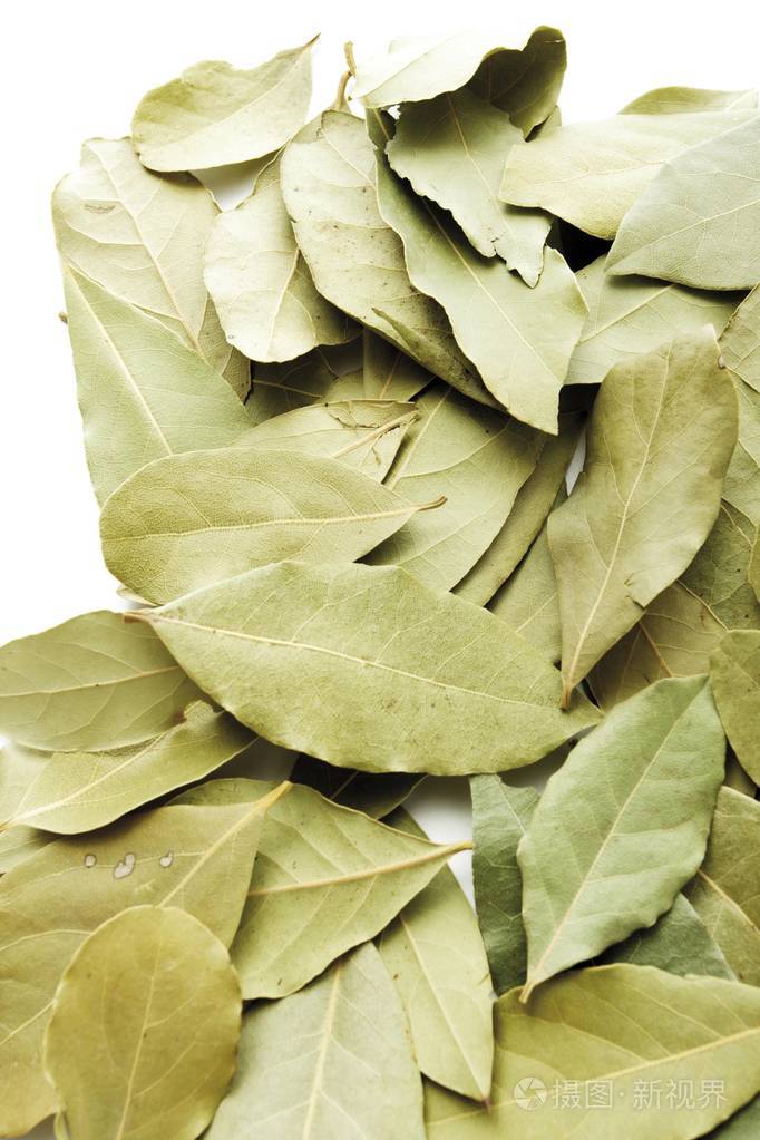 海湾叶月桂(laurusnobilis)照片-正版商用图片10314p-摄图新视界