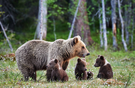 棕色母熊和她的幼崽