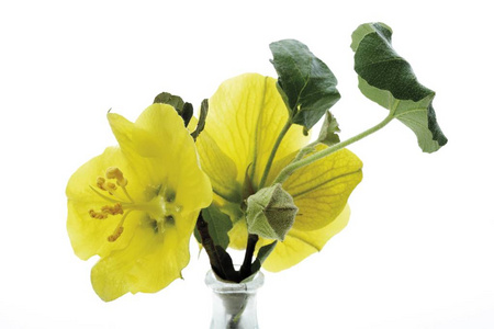 加利福尼亚特有的植物群加利福尼亚法兰绒灌木(佛蒙特州加州)花照片