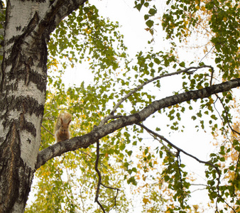 可爱的松鼠坐在树上在秋天公园