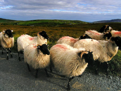 Irland 与家养绵羊是相对地小反刍动物, 通常以卷曲的头发叫羊毛并且经常与垫铁形成一个侧向螺旋