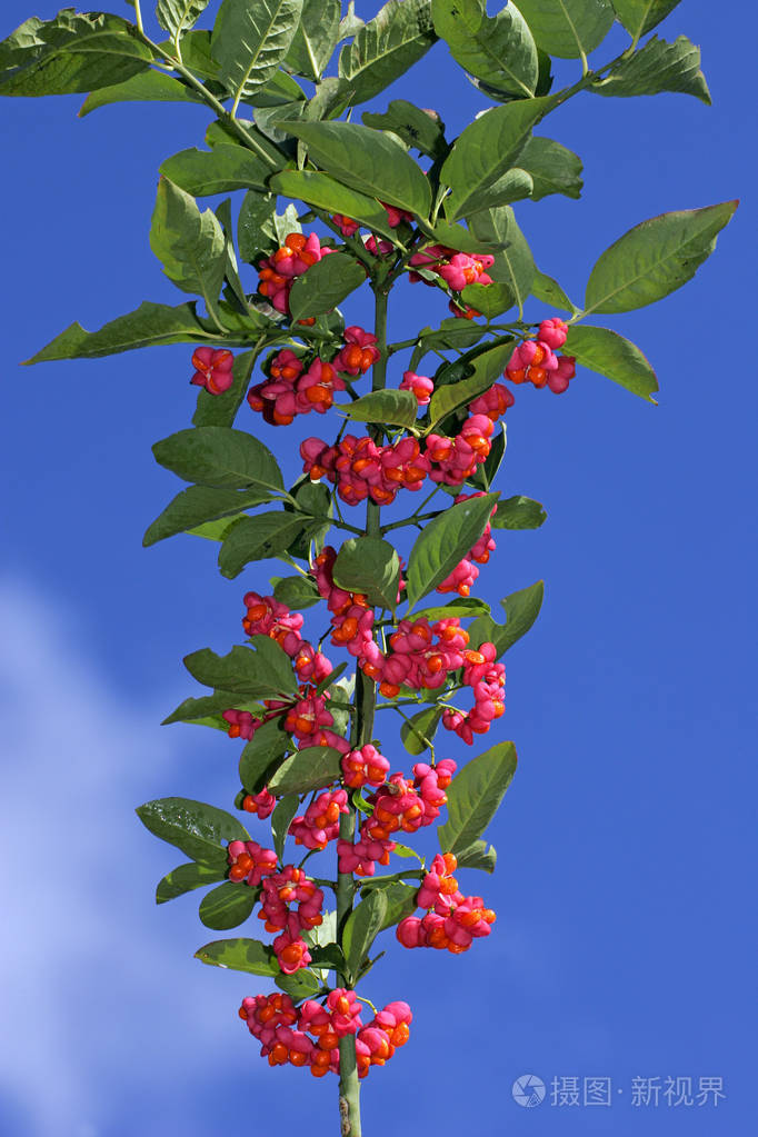 常见的纺锤形果实euonymuseuropaeus