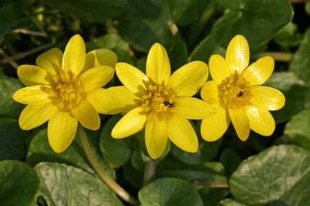 无花果毛茛图片