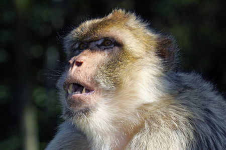巴巴利猿巴巴利猕猴肖像马卡西拉万努斯