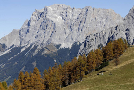 mt. 落叶松与落叶松落叶松生长在前景Ehrwald Tirol奥地利欧洲