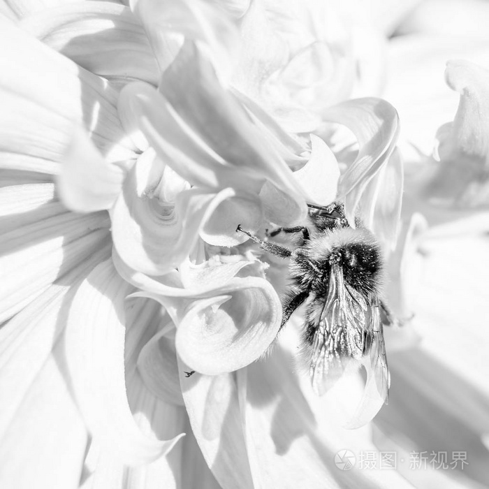 黄蜂和大丽花花