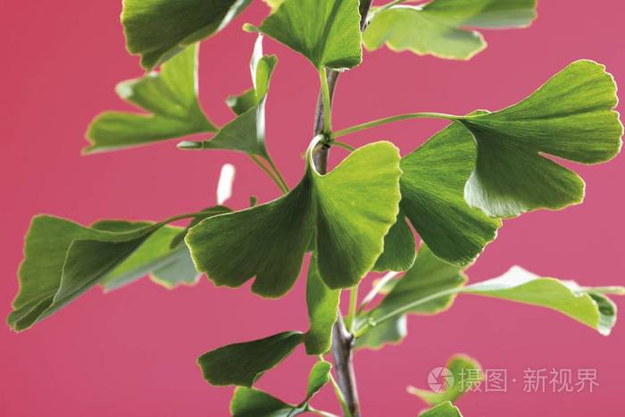 银杏叶在粉红色背景下分离照片 正版商用图片c 摄图新视界