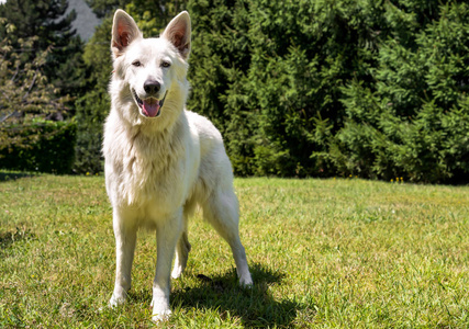 白色瑞士牧羊犬户外领域