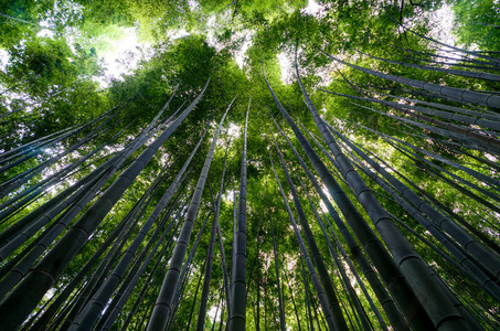岚山山京都日本著名地标与竹林旅游相似素材图片 摄图新视界 岚山山京都日本著名地标与竹林旅游相似素材图片 摄图新视界