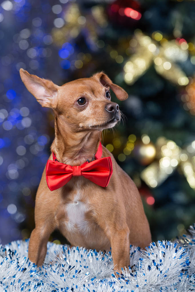 一只带着红色蝴蝶结的狗坐在一棵圣诞树背景上的金箔上