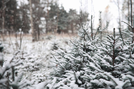 冬季森林。在一个晴朗的日子里的冬季森林景观。雪 c