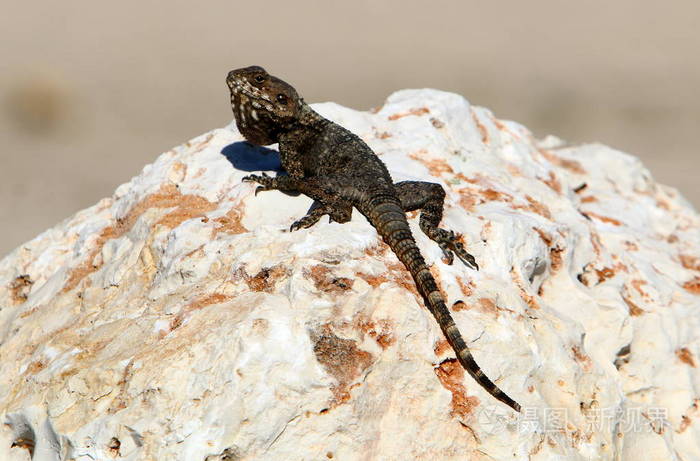 蜥蜴坐在一块岩石上照片-正版商用图片103dfh-摄图新视界