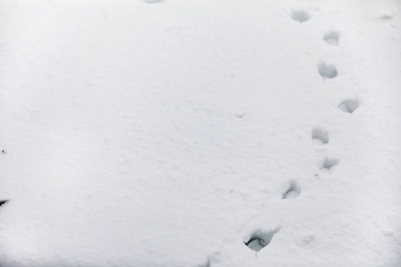 雪地里的脚印第一场雪上的脚印印记的