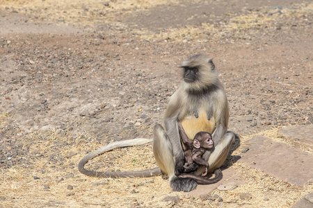 叶猴子家庭在小镇的曼杜，印度