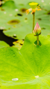 在池塘里美丽的粉红色莲花花