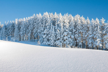 阳光明媚的早晨结霜树木的冬季景观