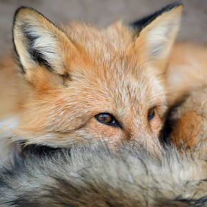 红狐狸肖像