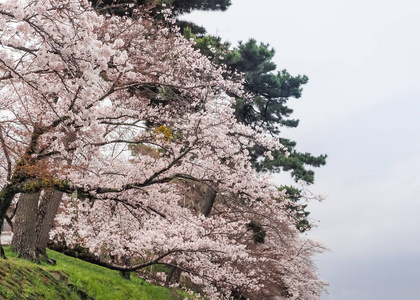 樱花在公园, 宇城市, 京都, 日本