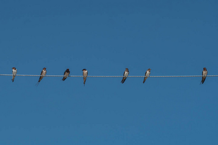电源线电缆上的鸟