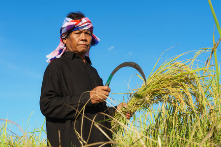 亚洲农民在稻田里工作