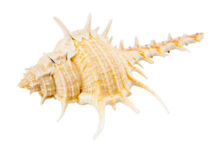 用剪切路径在白色背景上隔离的海贝壳