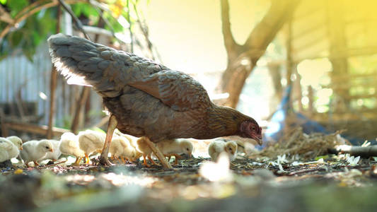 母鸡小鸡饲养在自然