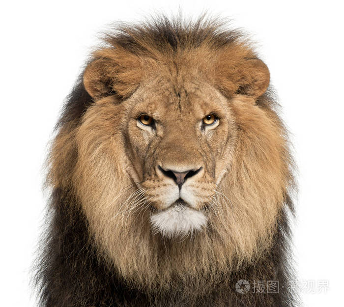 特写的狮子，利奥，8 岁，在白色背景前